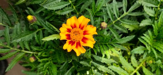 Yellow flower petals with a hint of red on a green leaf background