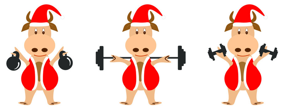 Set of vector images of a bull in a santa claus costume. The bull goes in for sports and holds weights, dumbbells and a barbell on his shoulders