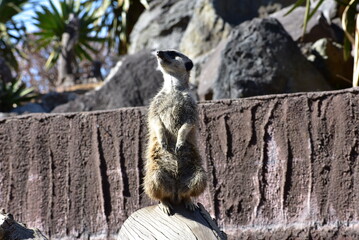 ミーアキャット