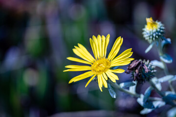 yellow flower