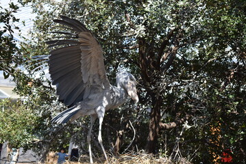 羽を広げたハシビロコウ