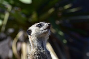 ミーアキャットの顔