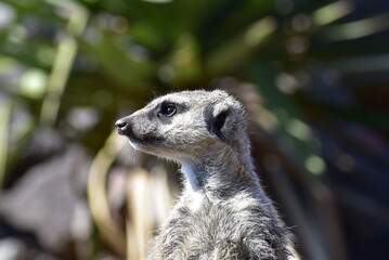ミーアキャットの横顔