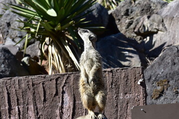 ミーアキャット