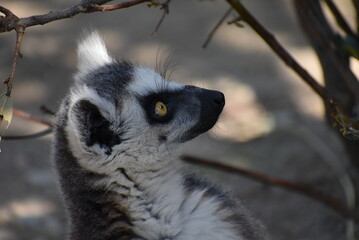 ワオキツネザル