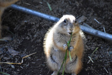 プレーリードッグ