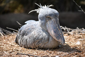 座っているハシビロコウ
