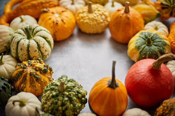 From above view of various kinds cute mini pumpkins placed in circle with space with copy space