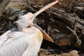 大きく口をあけたペリカン