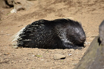 寝ているヤマアザラシ