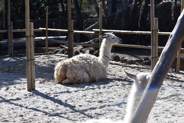 座ったラマの後姿