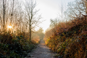 Sun shines across the forest path on an autumnal afternoon