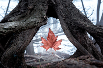 Orange maple leaf on a tree stump. Artistic autumnal background of a leaf falling or levitating in the forest. Autumn conceptual image.