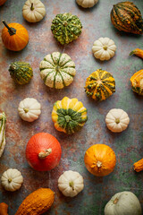 Various colorful mini pumpkins placed on rusty background