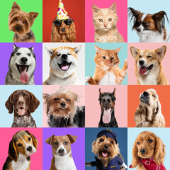 Stylish adorable dogs and cats posing. Cute pets happy. The different purebred puppies and cats. Art collage isolated on multicolored studio background. Front view, modern design. Various breeds.