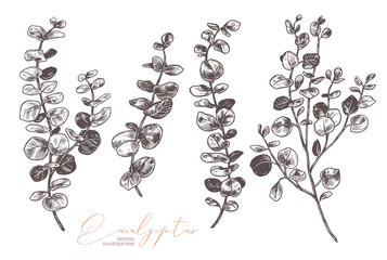 Set of vector hand drawn eucalyptus. Botanical collection of sketch branches with foliage, leaves, plants, herbs for decoration design of wedding cards, poster, print. Etching or engraved illustration