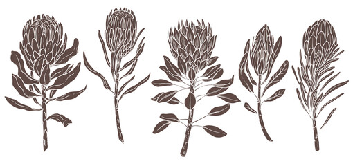 Silhouettes of king and queen african protea. Exotic tropical flowers