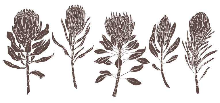 Silhouettes of king and queen african protea. Exotic tropical flowers