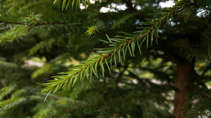 Soft light green spruce needles on a young thin and flexible spruce twig in a natural environment against a green background of a live Christmas tree.