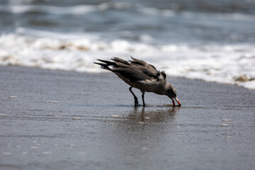 Seagulls in ocean 