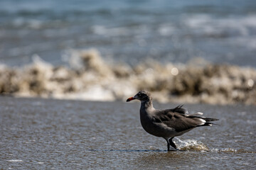 Seagulls in ocean 