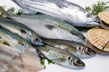 鮮魚