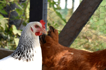 Young hen Sussex portrait