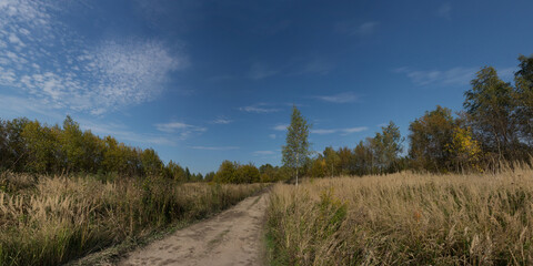 Obraz premium forest in the mountains