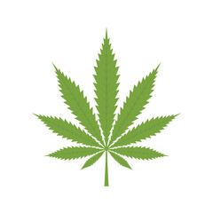 Cannabis leaf, Marijuana leaf isolated on white background