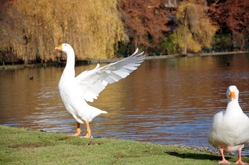 Goose spread his wings.