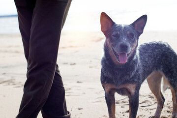 Australian Cattle Dog. Blue Heeler. Herding dog pet