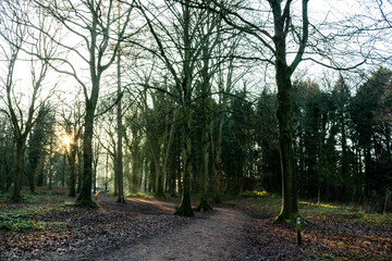 Fototapeta na wymiar The sun beams through the trees in the forest