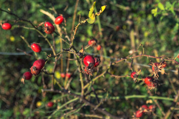 Close up of shiny red rose hips on a sunny autumn day