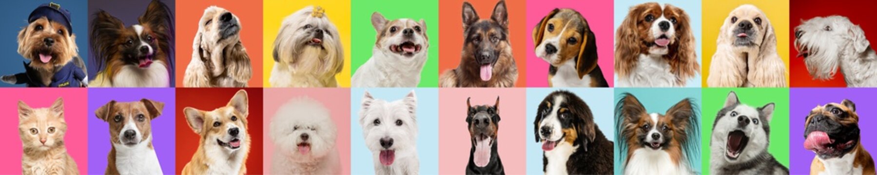 Stylish Adorable Dogs And Cats Posing. Cute Pets Happy. The Different Purebred Puppies And Cats. Art Collage Isolated On Multicolored Studio Background. Front View, Modern Design. Flyer For Your Ad.