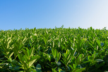 Tea plantation landscape with blur foreground. Green leaves and blue sky
