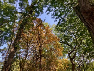 autumn trees in the forest