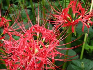 雨上がりの真っ赤な彼岸花