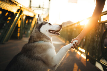 siberian husky dog close up portrait giving a paw trick on a city bridge at sunrise