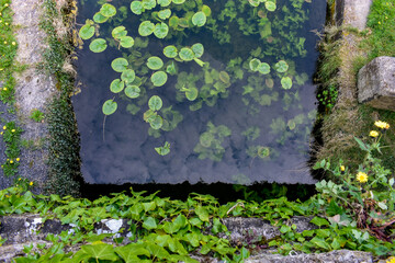 lily pads in Irish canal