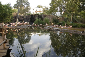 Flamingos