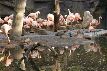 Flamingos