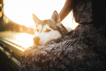 siberian husky dog resting her head in owners lap close up portrait on a city bridge at sunrise