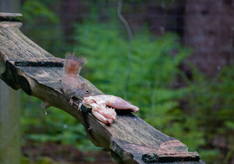 Squirrel Eating Chicken
