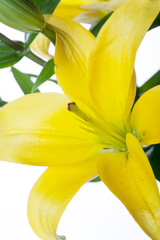 Lilies isolated over white background