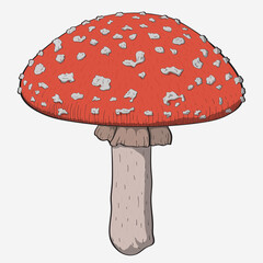 Vector illustration. Amanita mushroom. Poisonous toadstool fly agaric. White spotted red mushroom. Illustration for web and print. Design for postcards, posters, flyers, websites and other uses.