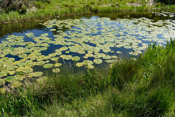 lily pads in Irish canal