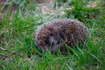 The frightened hedgehog curled up in a ball. Green grass background. © Юрий Воробей
