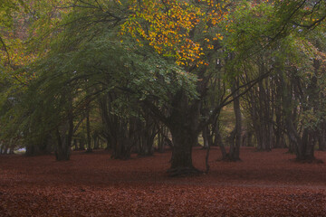Secular beech tree in the famous forest of Canfaito, Marche, Itay