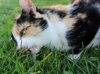 Multicolored cat eats a mouse caught on the lawn, side view, close-up