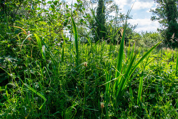 Beautiful Irish Green Wild Vegetation